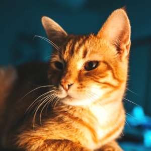 桃子的金色盒子