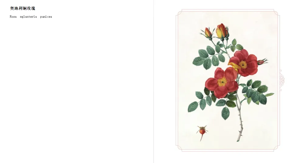 《玫瑰情书：雷杜德的爱情图鉴》