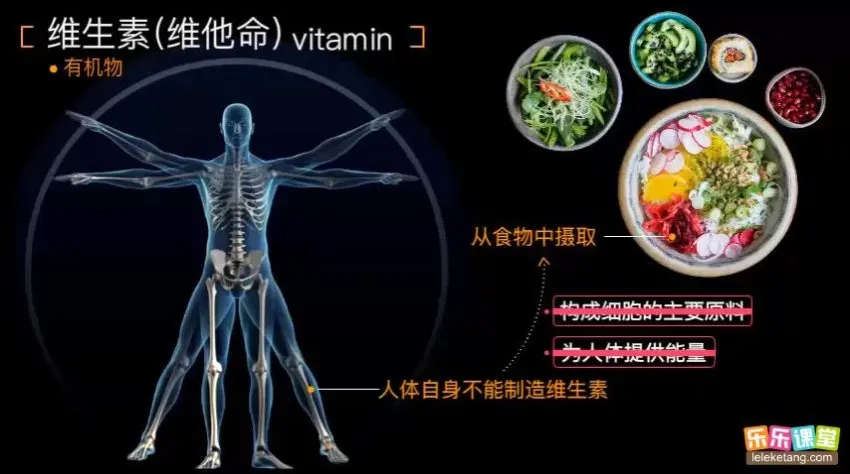 乐乐课堂初中生物高清动画视频：初一初二全解析，探索生物奥秘