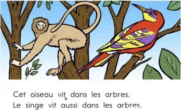 顶点教育少儿法语课：加拿大专家Derek亲授，助力6 - 15岁孩子法语启蒙与进阶