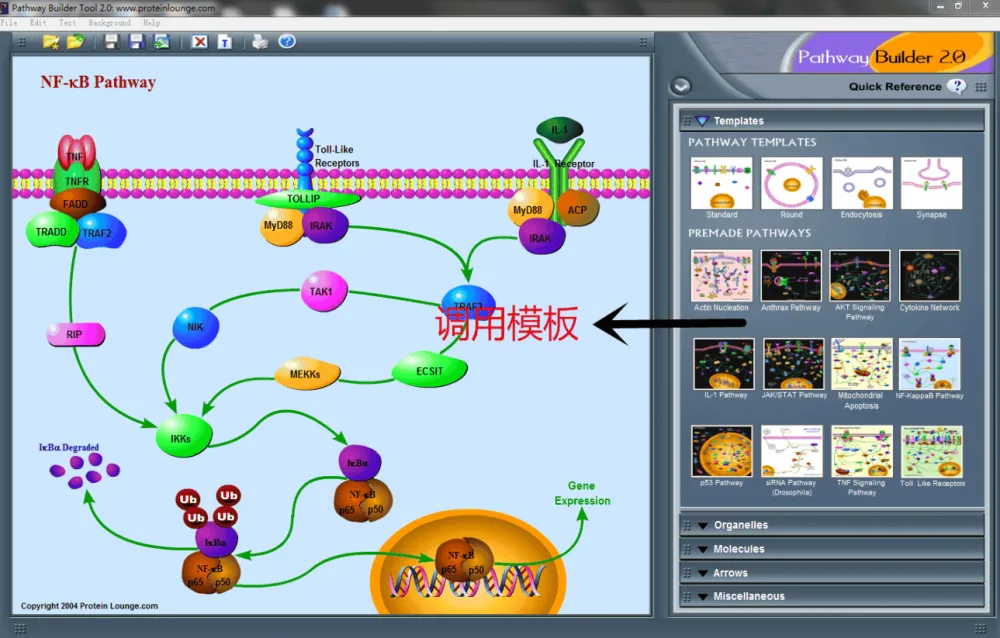 信号通路绘图工具Pathway Builder Tool(PBT)