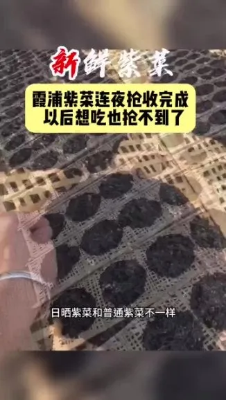 李鲆短视频带货实战指南：电商新手与内容创作者的带货秘籍