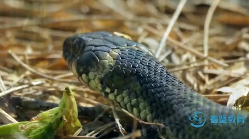 《动物老师教发明：10 大仿生科技启蒙动画课程》