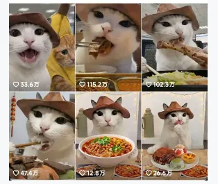 抖音可爱猫咪生活日记视频，新手副业涨粉快流量稳，支持多平台分发