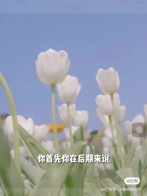 伍伍老师摄影教程:从基础到高级全攻略