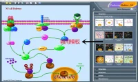 信号通路绘图工具Pathway Builder Tool（PBT）