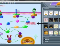 信号通路绘图工具Pathway Builder Tool（PBT）