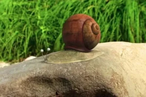 昆虫总动员 177 集全动画