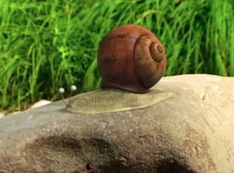 昆虫总动员 177 集全动画