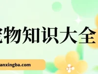 宠物知识大全课程：小众蓝海项目，收益稳定