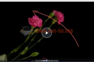 【会跳舞的花朵】：从零到精通频闪花卉创意摄影2小时视频教程