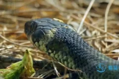 《动物老师教发明：10 大仿生科技启蒙动画课程》