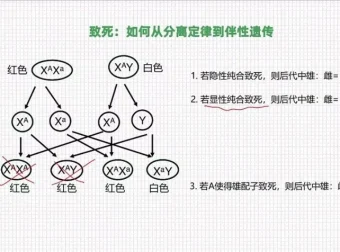 孟德尔遗传学突破：从分离定律到自由组合实战精讲课程