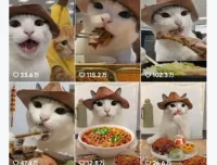 抖音可爱猫咪生活日记视频，新手副业涨粉快流量稳，支持多平台分发