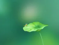 历史存在本体论精讲：6节视频+音频系统课程