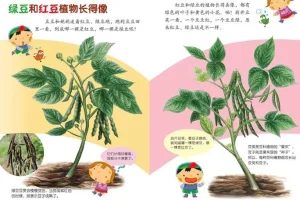 儿童健康饮食启蒙绘本《豆豆食物》PPT课件