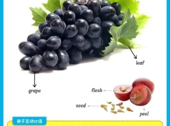 少儿英语启蒙必备：动物与果蔬思维导图合集